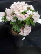 R. Sooke Clouds - L Gilmore hybrid